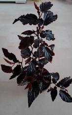 Begonia Arabian sunset, Tuin en Terras, Vaste plant, Bloeit niet, Halfschaduw, Ophalen