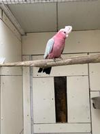 Rose Kakatoe, Mannelijk, Papegaai, Geringd