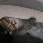 Ragdoll kittens, Dieren en Toebehoren, Katten en Kittens | Raskatten | Langhaar, Meerdere dieren