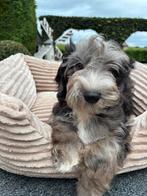 Boomer x Mini labradoodle pups, Dieren en Toebehoren, Honden | Chihuahua's en Gezelschapshonden, Nederland, Overige rassen, 8 tot 15 weken