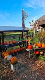 Pompoenen en kalebassen, Tuin en Terras, Overige Tuin en Terras, Ophalen of Verzenden