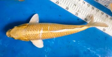 Prachtige Yamabuki van Izumya beschikbaar voor biedingen