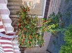 2x hulst, Ophalen of Verzenden, Halfschaduw, Overige soorten, 100 tot 250 cm