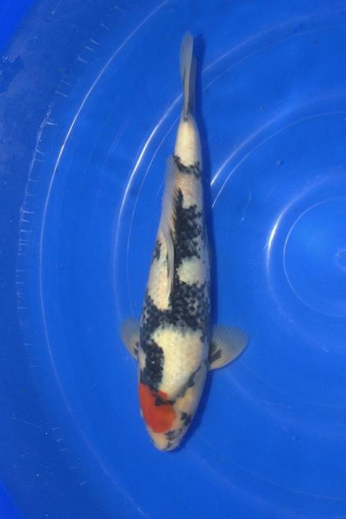 Tancho Showa, Dieren en Toebehoren, Vissen | Vijvervissen, Karper of Koi