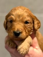 Prachtige Cockapoo pups. Nog 1 wavey reu beschikbaar., Overige rassen, 8 tot 15 weken, Meerdere, Meerdere dieren