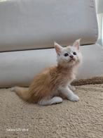 Maine Coon met stamboom en twee jaar garantie!, Dieren en Toebehoren, Meerdere dieren, Gechipt, 0 tot 2 jaar