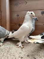 Takla, Meerdere dieren, Tuimelaar of Roller