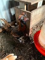 Kuifhoen hanen, Dieren en Toebehoren, Pluimvee, Mannelijk, Kip