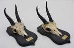 2 x schedel MOUNTAIN REEDBUCK op zwart houten schild (gewei), Wild dier, Gebruikt, Ophalen of Verzenden, Schedel