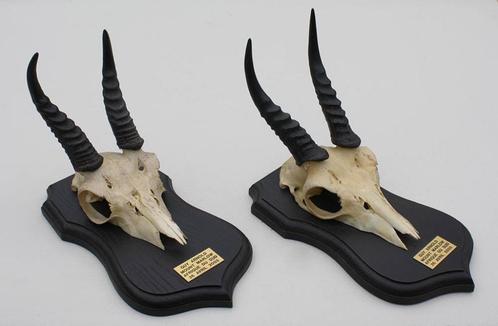 2 x schedel MOUNTAIN REEDBUCK op zwart houten schild (gewei), Verzamelen, Dierenverzamelingen, Gebruikt, Schedel, Wild dier, Ophalen of Verzenden