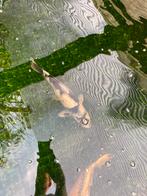 Japanse koi diverse soorten en kwekers, Dieren en Toebehoren, Vissen | Vijvervissen, Karper of Koi