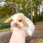 De liefste jonge konijntjes! Dwerg Hangoor NHD, Dieren en Toebehoren, Konijnen, Meerdere dieren, Dwerg, Hangoor, 0 tot 2 jaar