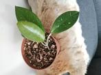 Hoya carnosa, Huis en Inrichting, Ophalen of Verzenden, Overige soorten, Minder dan 100 cm