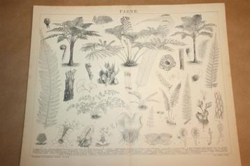 Antieke prent - Verschillende soorten varens - Ca 1885 !! beschikbaar voor biedingen