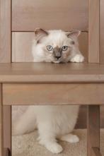 Prachtig Ragdoll kitten met stamboom, Dieren en Toebehoren, Katten en Kittens | Raskatten | Langhaar, Poes, Gechipt, 0 tot 2 jaar