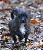 8 (nog 6) Geweldige, enorm sociale Boomer pups middenmaat, Dieren en Toebehoren, Honden | Chihuahua's en Gezelschapshonden, Nederland