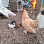 Sabelpoot hen met 3 kuikens  en 3 sabelpoot hennen, Dieren en Toebehoren, Pluimvee, Vrouwelijk, Kip