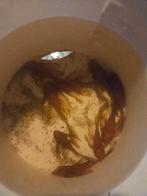 kweekgroep l144 super red longfin 6v/3m, Vis, Zoetwatervis