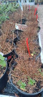 Spirea (diverse soorten) van 8.99 nu 4.50 per stuk! Korting!, Ophalen, Overige soorten, Volle zon