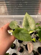 Alocasia Platinum, Huis en Inrichting, Kamerplanten, Ophalen of Verzenden
