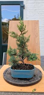 Bonsai Juniperus Chinensis, Overige soorten, Volle zon, Vaste plant, Ophalen of Verzenden