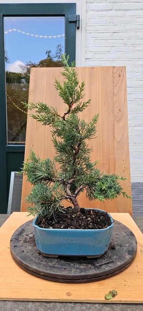 Bonsai Juniperus Chinensis, Tuin en Terras, Planten | Tuinplanten, Vaste plant, Overige soorten, Volle zon, Bloeit niet, Ophalen of Verzenden