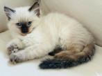 Ragdoll kittens met stamboom, Dieren en Toebehoren, Meerdere dieren