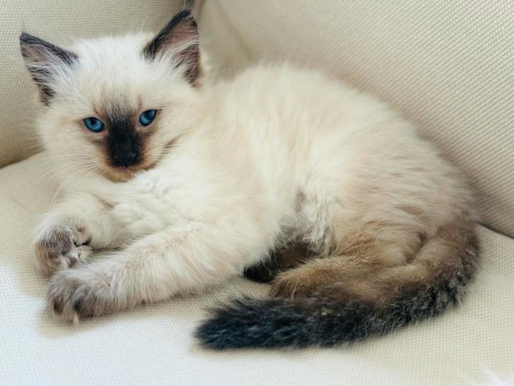 Ragdoll kittens met stamboom, Dieren en Toebehoren, Katten en Kittens | Overige Katten, Meerdere dieren