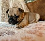 Franse bulldog pups uit eenmalig nestje thuis geboren, Rabiës (hondsdolheid), 8 tot 15 weken, Bulldog, Meerdere