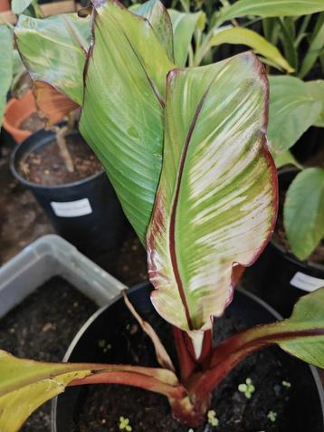 Ensete Maurelii variegata beschikbaar voor biedingen