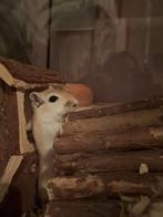 Lieve tamme gerbils., Dieren en Toebehoren, Oktober, Meerdere dieren, Overige typen