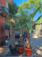 Olijfbomen dikke grillige stam; €139 gratis bezorgd Hsum eo, Tuin en Terras, Planten | Bomen, Volle zon, Ophalen of Verzenden