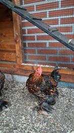 Gratis prachtige Cochin kriel haantjes, Dieren en Toebehoren, Pluimvee, Mannelijk, Kip