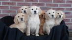 Golden cocker pups volledig verzorgd, Dieren en Toebehoren, Honden | Retrievers, Spaniëls en Waterhonden, Parvo, Nederland, Overige rassen