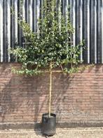 Fruitbomen in  vol scherm met vele vruchten, Tuin en Terras, Planten | Bomen, Ophalen of Verzenden, Overige soorten