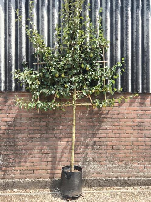 Fruitbomen in  vol scherm met vele vruchten, Tuin en Terras, Planten | Bomen, Overige soorten, Ophalen of Verzenden