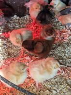 Orpington kuikens, Dieren en Toebehoren, Pluimvee, Meerdere dieren, Kip