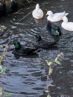Zwarte kwakers, Dieren en Toebehoren, Pluimvee, Meerdere dieren, Gans of Zwaan
