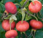GEZOCHT: Rosa canina, Hondsroos, Rozebottel, Ophalen, Overige soorten, Struik, Minder dan 100 cm