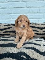 Maltipoo pups, maltezer x toy poedel, Dieren en Toebehoren, Honden | Chihuahua's en Gezelschapshonden, Parvo, Nederland, Overige rassen