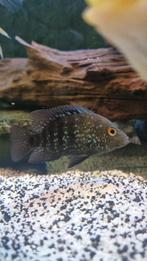 Herichthys carpintis  cichliden 
/ parelmoer cichlide, Dieren en Toebehoren, Vissen | Aquariumvissen, Vis, Zoetwatervis, Schoolvis