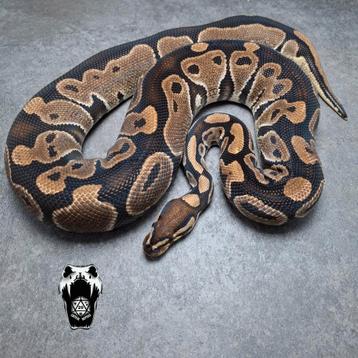 0.1 normal het clown Bewezen kweekvrouw (python regius) beschikbaar voor biedingen