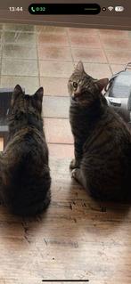 Twee liefe katten, Dieren en Toebehoren, Katten en Kittens | Overige Katten