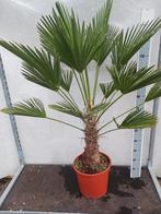 Trachycarpus Wagnerianus 120cm hoog, 100 tot 250 cm, Zomer, Palmboom, Ophalen