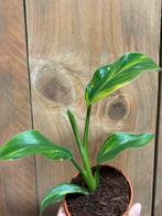 Strelitzia nicolai variegata plant aurea lemon yellow lime, Ophalen of Verzenden, Overige soorten, Minder dan 100 cm