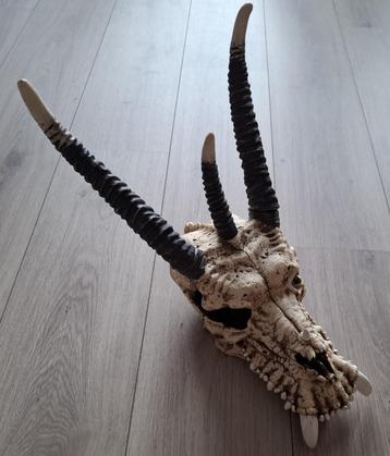 Schedel van een draak leuk om op te hangen of neer te zetten beschikbaar voor biedingen