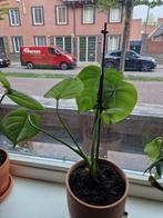 Monstera deliciosa, Huis en Inrichting, Ophalen of Verzenden, Overige soorten, Minder dan 100 cm
