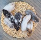 Jonge goudhamsters handtam en gewend aan kinderen en katten, Dieren en Toebehoren, Knaagdieren, Meerdere dieren, Hamster, Na 1 juli 2024