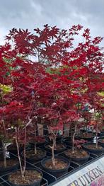 Acers Blood Good, Ophalen, Volle zon, Overige soorten, Minder dan 100 cm