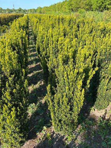 Taxus struiken 170/180  beschikbaar voor biedingen